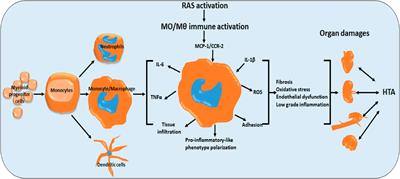 Role of monocytes/macrophages in renin-angiotensin system-induced hypertension and end organ damage